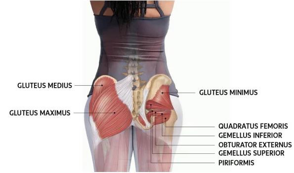 Anatomy of the Gluteus photo Anatomy of the Gluteus_zpsxwqkijc3.jpg